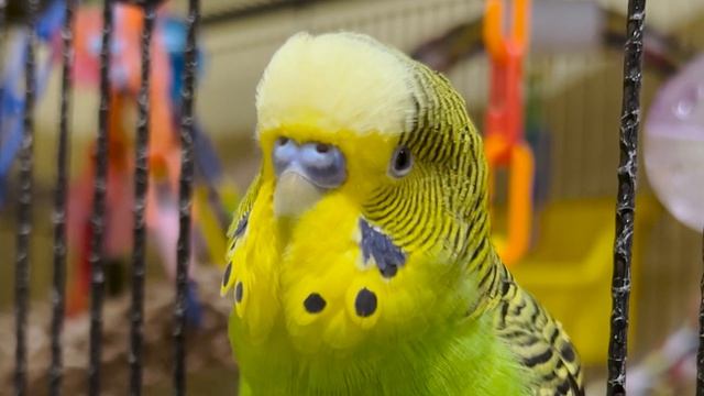 Chatting in His Window - Boba the Budgie - Talking Parakeet смотреть онлайн