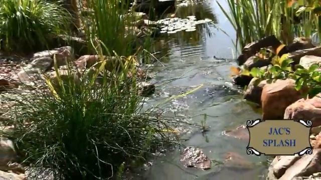 Jac's Splash | Pondliner.com смотреть онлайн