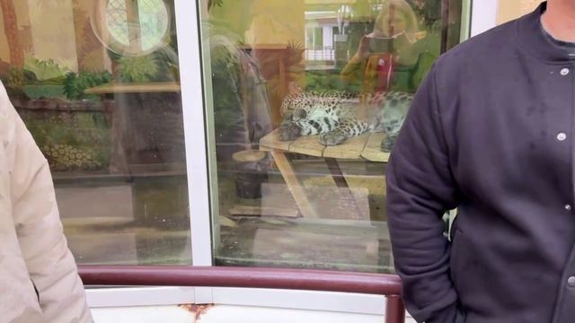 Спасенный леопард переехал в Минский зоопарк смотреть онлайн