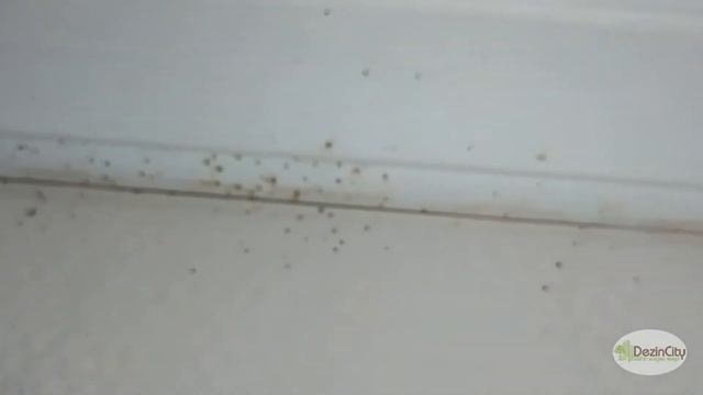 Что получится если травить клопов самостоятельно?