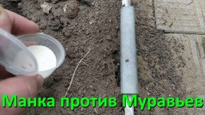 Как Избавиться От Муравьев С Помощью Манки в Теплице