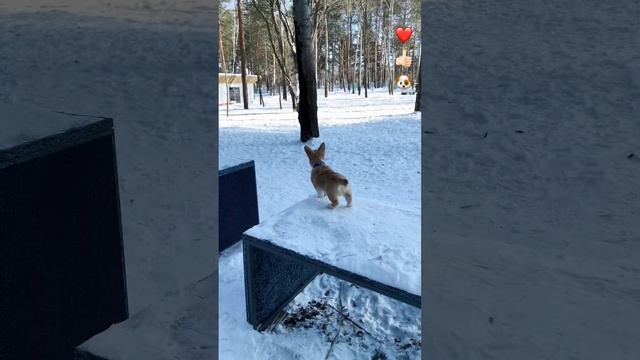 Pembroke welsh corgi Cinnabon, exercising. Вельш корги пемброк, тренировки смотреть онлайн