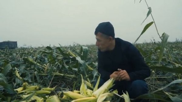 Энг ширин маккажўхори MEGATON F1 / AGRO EXPORT GROUP