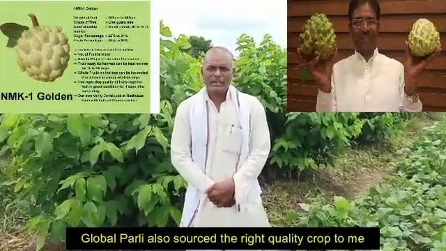 NMK 1 Golden Custard Apple Variety Feedback from Farmer смотреть онлайн