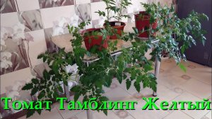 Ампельный Томат Тамблинг Желтый Выращивание На Балконе