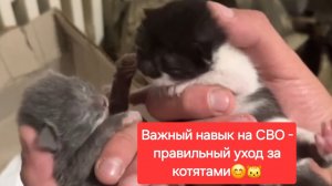 Важный навык на СВО - правильный уход за котятами🐱