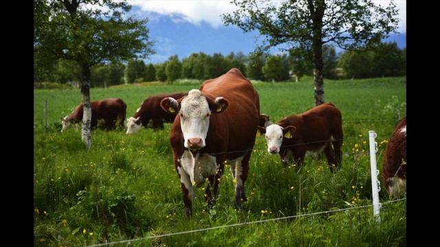 SOMMARIDYLL (Musik: I. Hedberg) смотреть онлайн