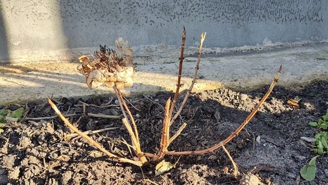 ОБРіЗКА ТРОЯНД, верби Матсудана. смотреть онлайн