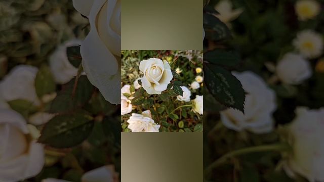 Как прекрасен этот мир смотреть онлайн