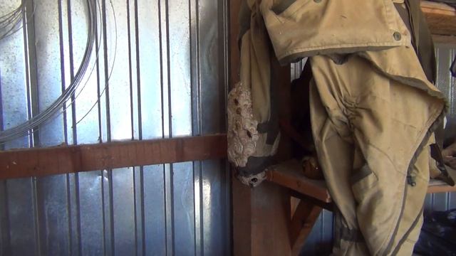 500+ Шершни. Их гнёзда. И ловушки. смотреть онлайн