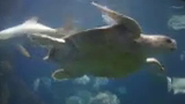 Sea Turtles at Norfolk Marine Aquarium 3 смотреть онлайн