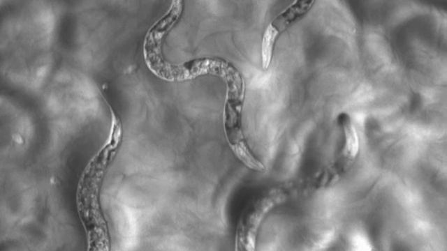 Caenorhabditis elegans infected with S. aureus смотреть онлайн