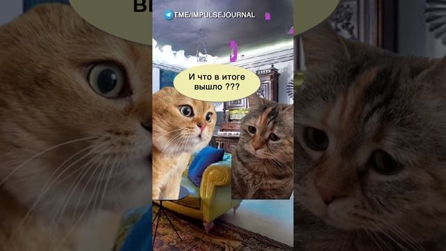 Не сошлось #мыкотики #вмем #разговор #анекдот #шутки #кот #юмор #смешное #прикольно #мемы #cat смотреть онлайн