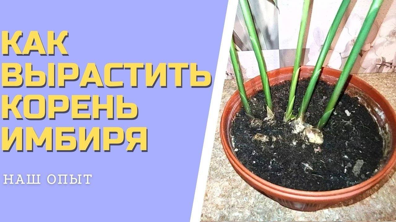 КАК ВЫРАСТИТЬ КОРЕНЬ ИМБИРЯ в домашних условиях в горшке смотреть онлайн