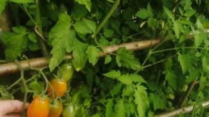 Сорта помидор: Бета - люкс, Чио - сан, Блэк - рашен, Кроха, Богата Хата, Доходный, Ирма,Черри.