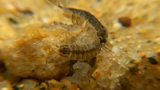 ВОДЯНОЙ ОСЛИК. О чём молчат рыбы 47 смотреть онлайн