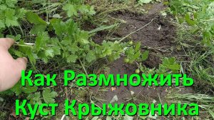 Как Размножить Куст Крыжовника Черенками Отводками