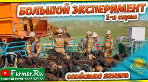 45+ Отбивка 3-4 месячных баранчиков. Элита на племя и продажу Эдильбаевские, казахские грубошёрстные