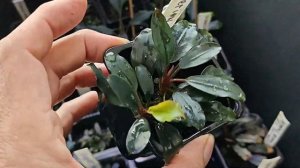 Поговорим о буцефаландрах ч.2