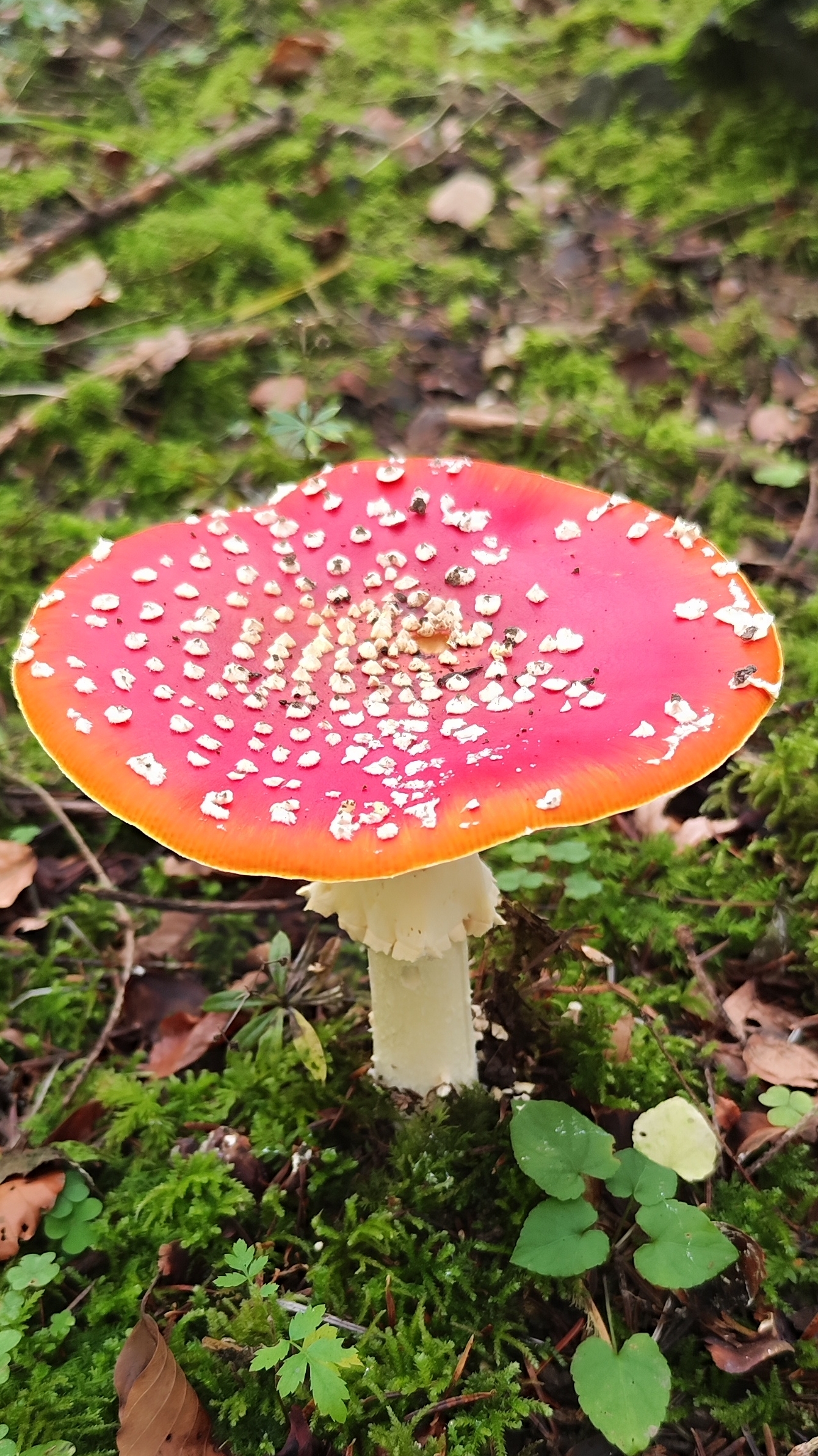 Красивые осенние грибы! Красота осенняя природа грибов! смотреть онлайн