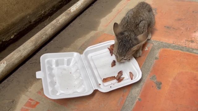 Feeding Homeless Baby Cat / She So Hungry Meat смотреть онлайн