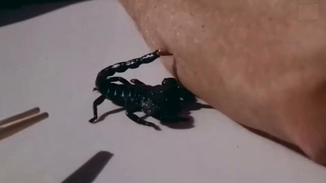 ЧТО БУДЕТ ЕСЛИ УЖАЛИТ СКОРПИОН ? / ПОСЛЕДСТВИЯ УКУСА СКОРПИОНА В РОССИИ смотреть онлайн
