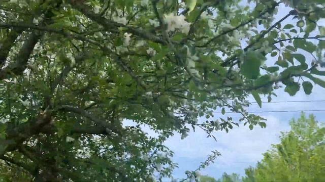 CRAB APPLE BLOSSOMS🌸🌼‼️#Appleblossom смотреть онлайн