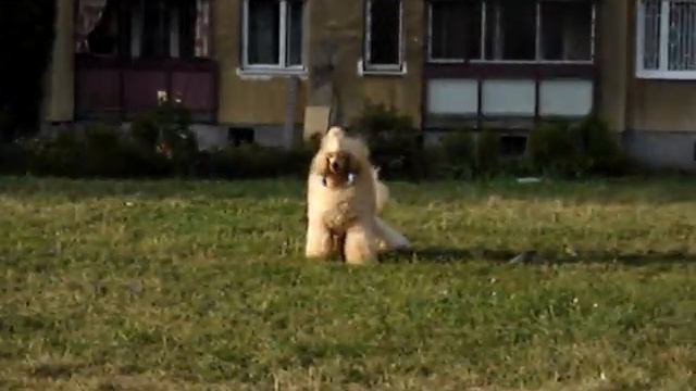 Pudel Cheri szuka na spacerze смотреть онлайн
