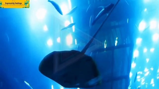 World’s Largest Indoor Aquarium | Dubai Mall Aquarium Facts & Information for First Time Visitors смотреть онлайн