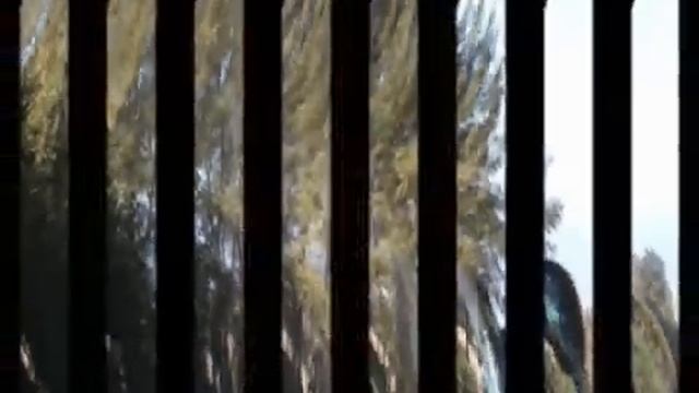 Lövelőfejes permetezőgép смотреть онлайн