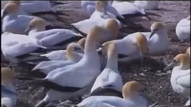 Windows 7 Sample Video - Wildlife смотреть онлайн