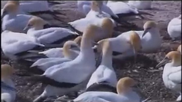 Windows 7 Sample Video - Wildlife