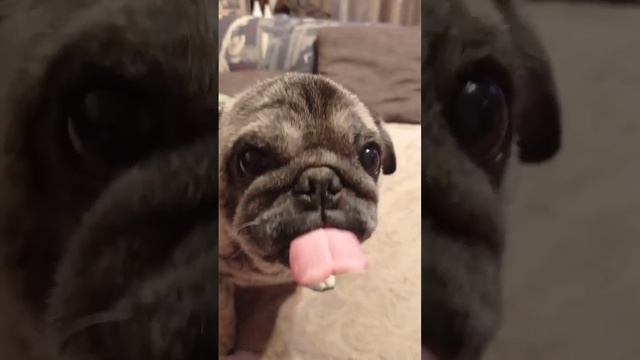 Лизун Адольф смотреть онлайн