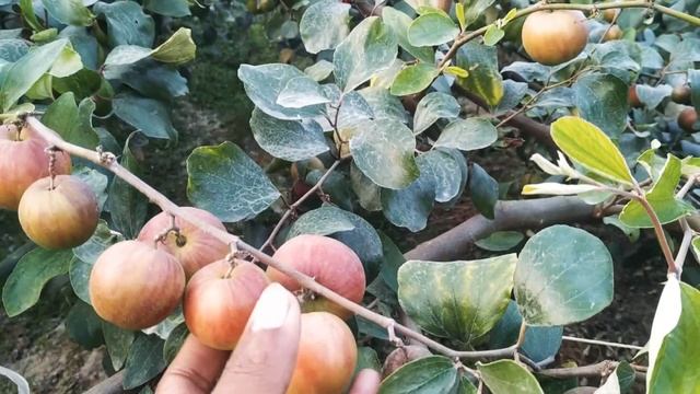 Ball Sundari Red Apple ber mother plants Contact number 7477546905 Call me wholesale price смотреть онлайн