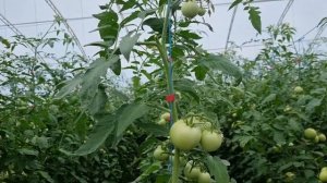 Томат Пинк Айди в летнем обороте, июль 2023 года.