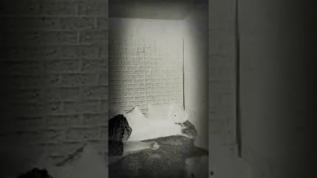 حرب مع شيطان 😈 ملك смотреть онлайн