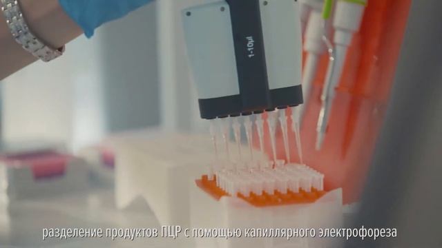 ДНК-паспортизация сортов картофеля смотреть онлайн