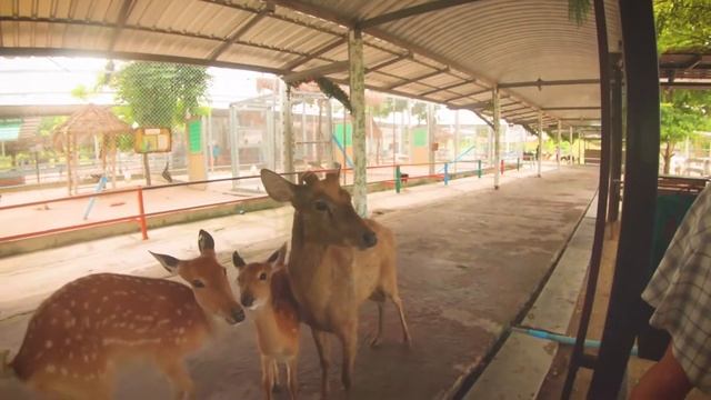Зоопарк Паттайя. Контактный зоопарк Таиланд. Mounten Coffe And Zoo Pattaya
