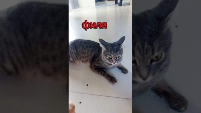 Филя смотреть онлайн