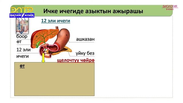 8-класс | Биология | Ашказанда тамак-аштын иштелип чыгышы. Ичке ичегиде тамак ажыроо