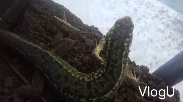 Lézard vert смотреть онлайн