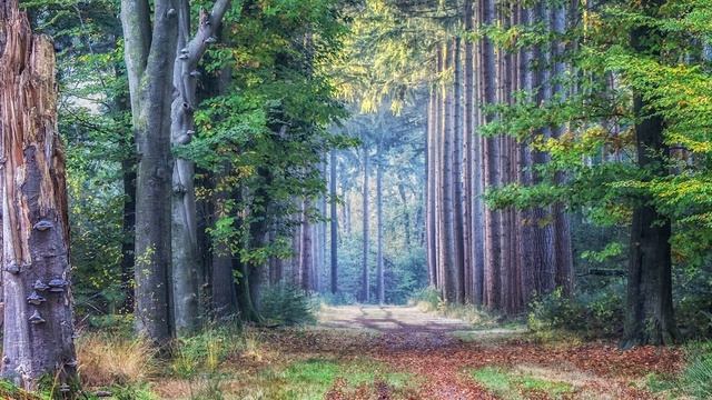 Forest Song - Relax/Meditation/sleep/Stress Relief/nature Sound/Исцеление/ Звуки природы