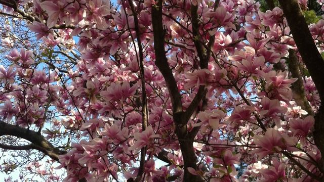 Tigran Chukhadjian - Spring . Anna Mayilyan & Elen Ghiragosyan смотреть онлайн