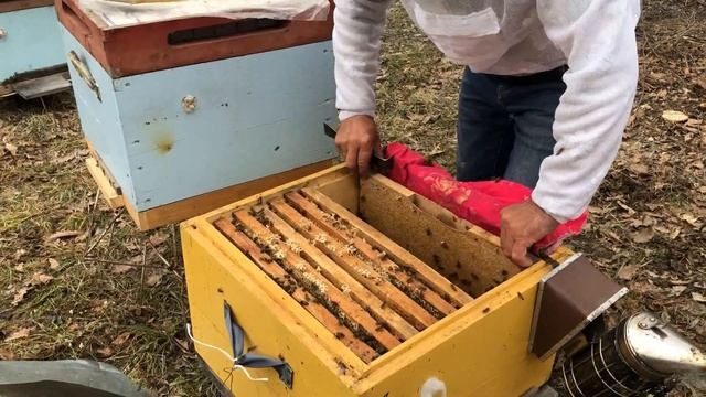 500+ Как набрать отводок? 25.04 набираем два отводка с семьи. смотреть онлайн