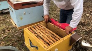 500+ Как набрать отводок? 25.04 набираем два отводка с семьи.