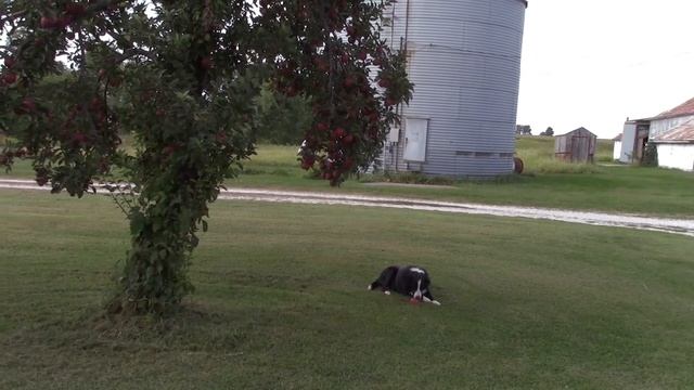 Talking about Apples in the Orchard ( Some new info thrown in) смотреть онлайн