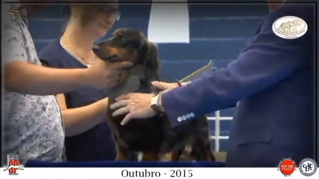 Hunter Jô Dachs Cambalacho - Nacional de Dachshund 2015 смотреть онлайн
