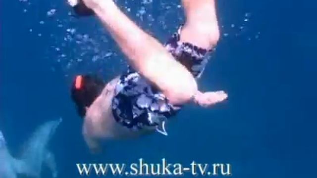 Люди и дельфины, Dolphins And People