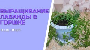 ВЫРАЩИВАНИЕ ЛАВАНДЫ В ГОРШКЕ в домашних условиях