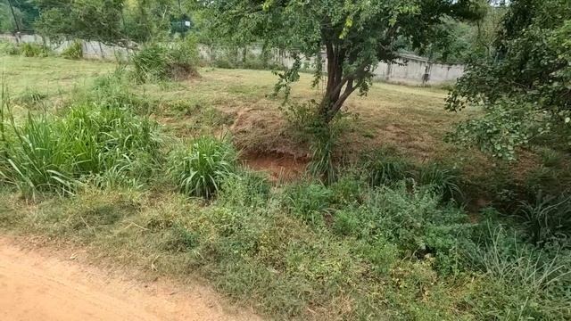 #12 В ПОИСКАХ ЛЬВОВ И ТИГРОВ - МЫ В КЛЕТКЕ. Тангалле - ТАКИХ ПЛЯЖЕЙ МЫ ЕЩЕ НЕ ВИДЕЛИ. Шри-Ланка 2023 смотреть онлайн